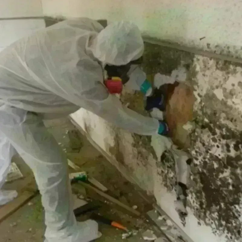 Mold Remediation and Removal in Jauca, PR